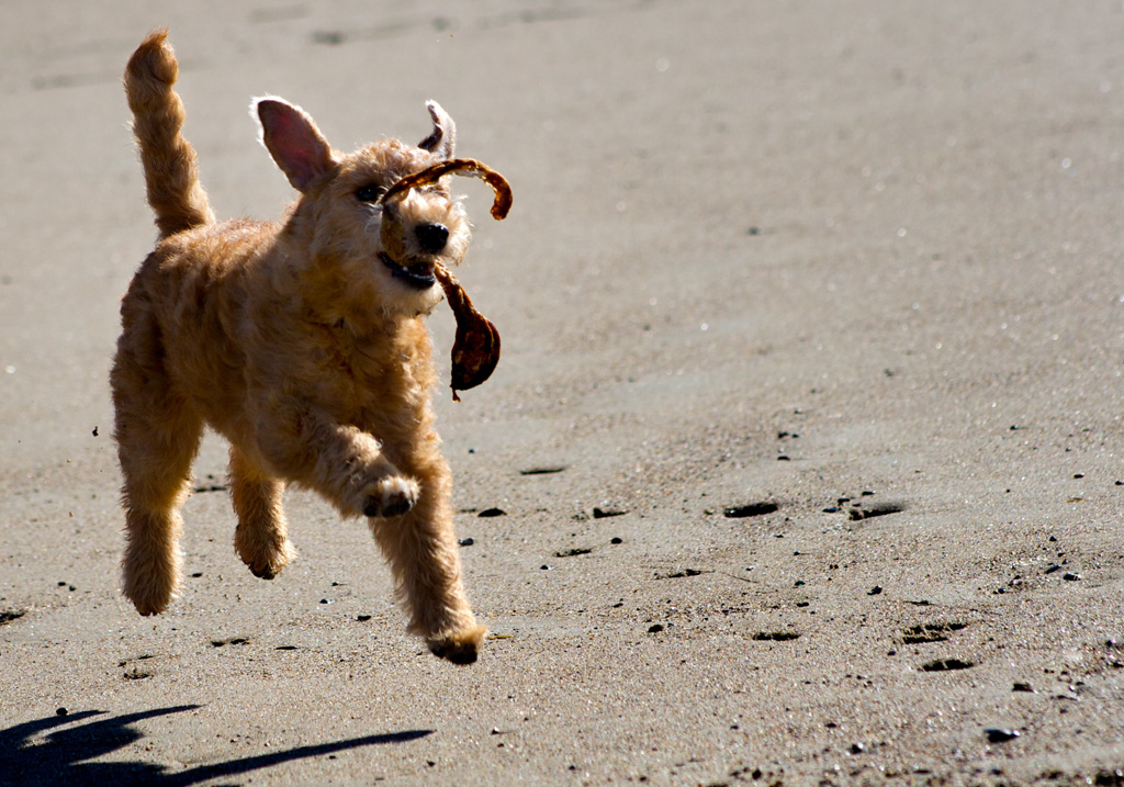 Ga met je hond naar het strand. Foto: K. Johansson, Flickr.