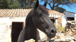 De Cami de Cavalls: wandelen in het voetspoor van een raspaard