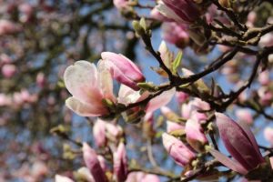 Wandelen langs bloeiende magnolia in Xanten.