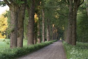 Rijk bosgebied. Foto ASR Nederland N.V.