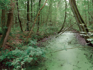 Wandelroute: Oude bossen op het Hollandsche Veld Drenthe
