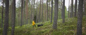 Hiken door Finse bossen. Foto Voigt Travel