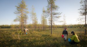 Wandelen door de Finse Vuokatti. Foto Voigt Travel