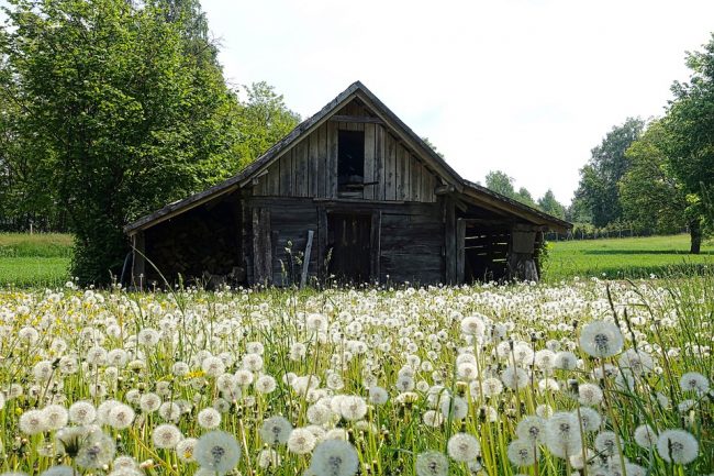 Wooden Nature Wildflowers Shed Farm Countryside: Max Pixel
