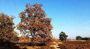 De 3 mooiste wandelroutes van Noord-Brabant