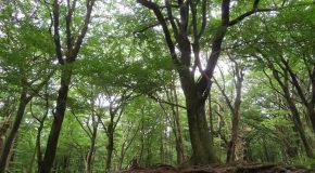 wandelen in het Speulderbos: De Duintjes