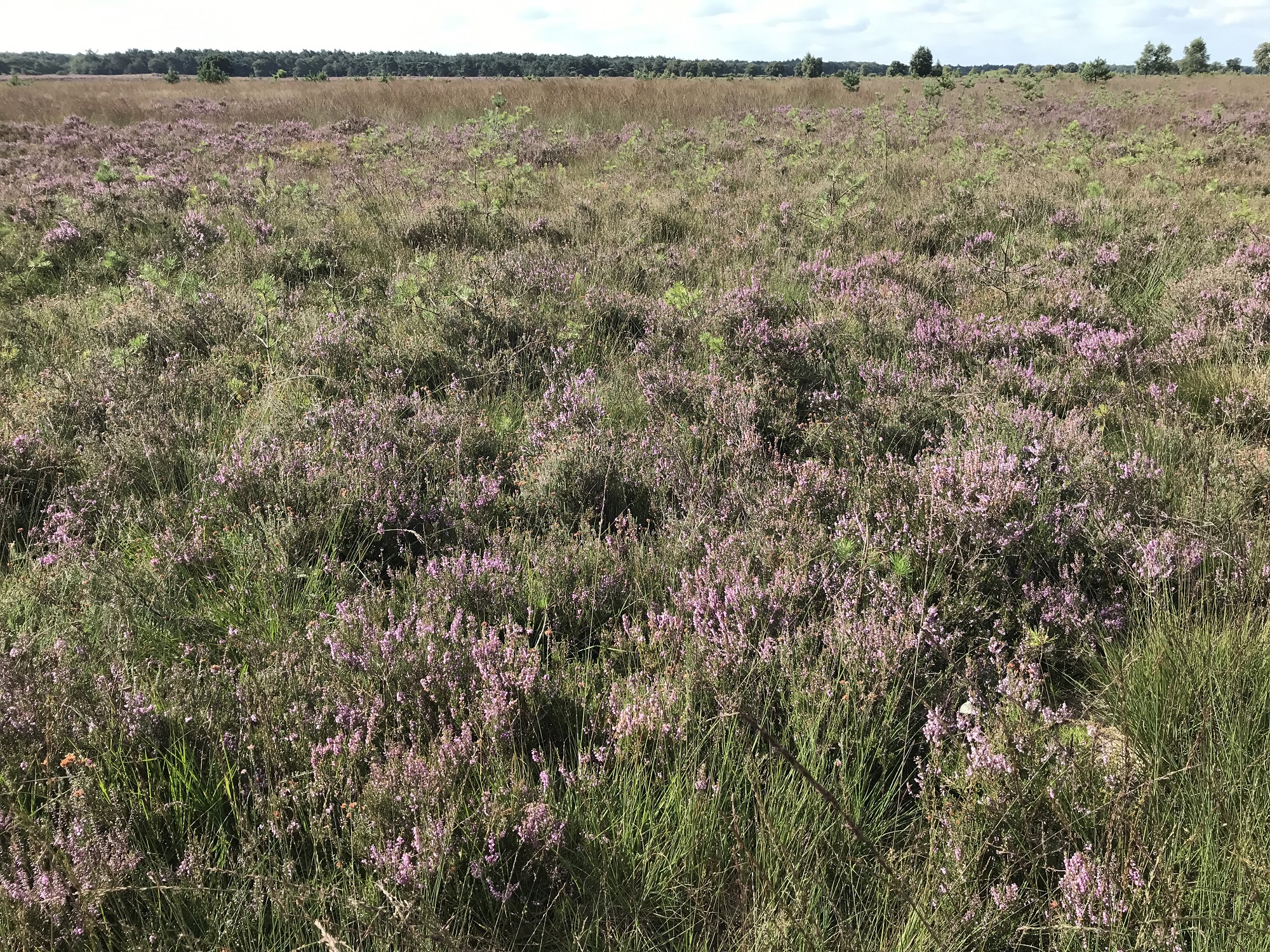 Dwingeloosche Heide in bloei