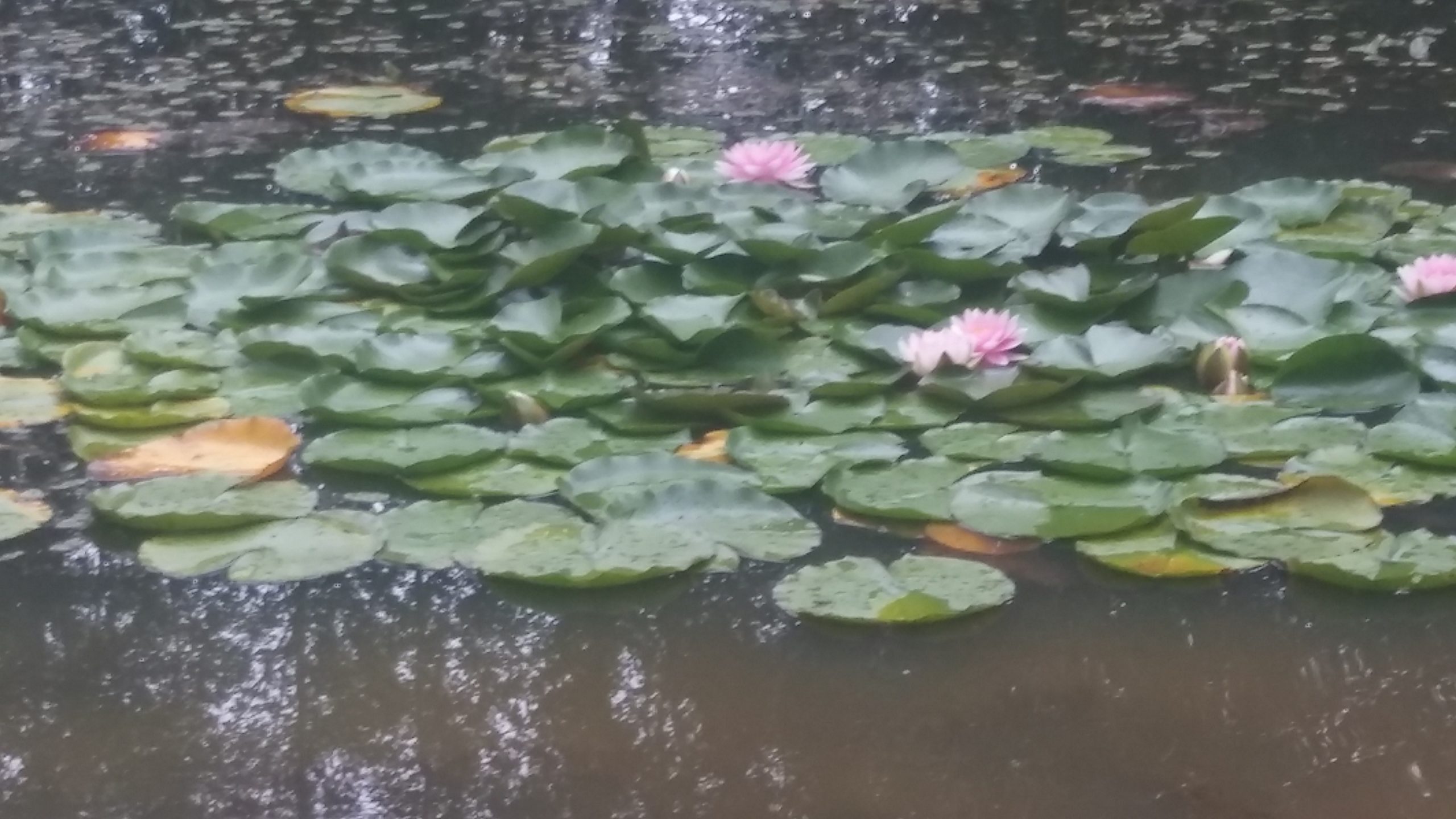 Waterlelies, op een watertje in de Drover Heide